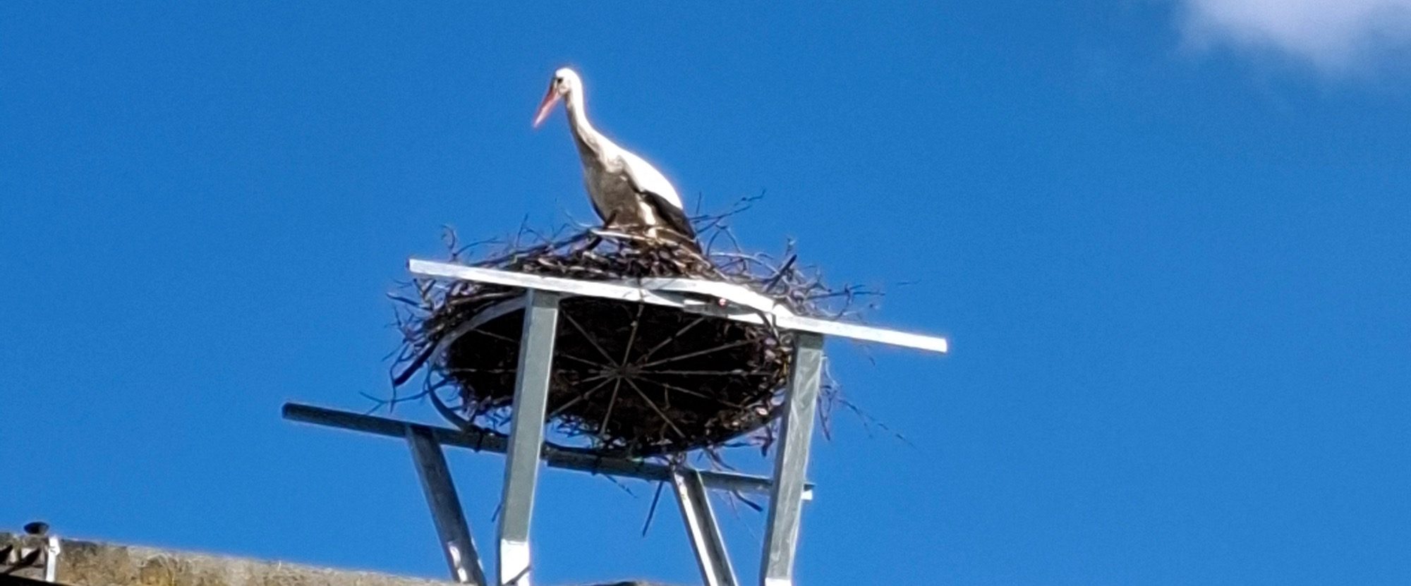 Ein Weißstorch steht auf einem Nest auf einem hohen Gestell unter klarem Himmel.