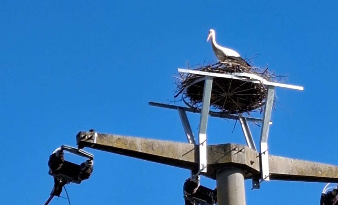 Ein Storch sitzt auf einem Nest auf einem Strommast unter klarem Himmel.